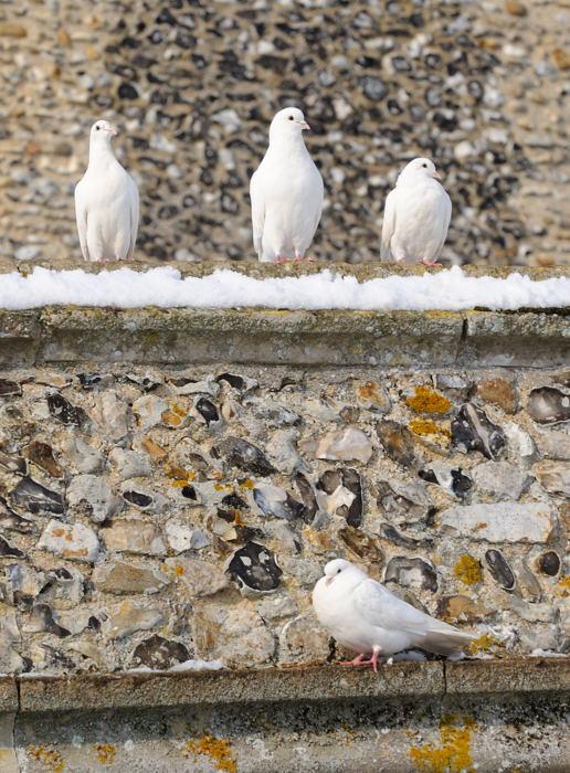 Doves at St Andrews